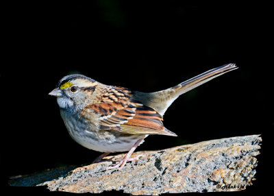 20121009 092 White-throated Sparrow 1r1.jpg