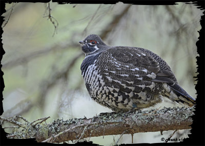 20121023 - 1 068 Spruce Grouse 1r1.jpg