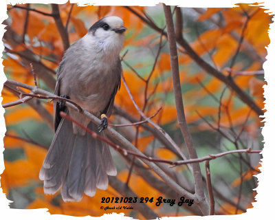 20121023 -2 294 Gray Jay2 1r1.jpg