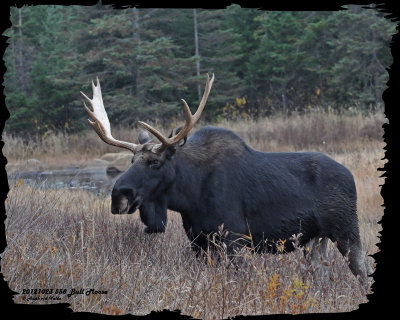 20121023 -2 558 Moose.jpg