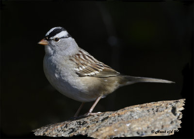 20121009 111 White-crowned Sparrow 1r1b.jpg