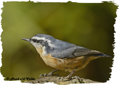 20121018 120 Red-breasted Nuthatch.jpg