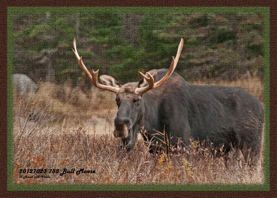 20121023 -2 788 Moose2 1r2a.jpg