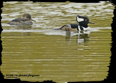 20121026 192 1r1 SERIES Hooded Mergansers.jpg