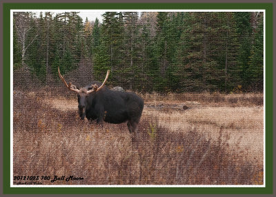 20121023 -2 780 Moose 1r3.jpg