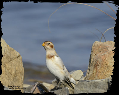 20121026 1260 Snow Bunting2.jpg