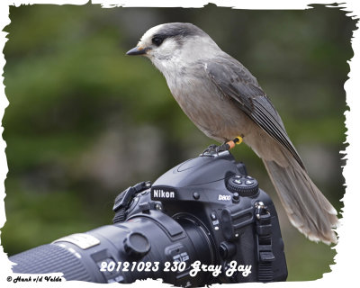 20121023 - 1 230 Gray Jay 1r1.jpg