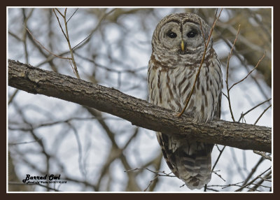 20121110 015 Barred Owls 1r1.jpg