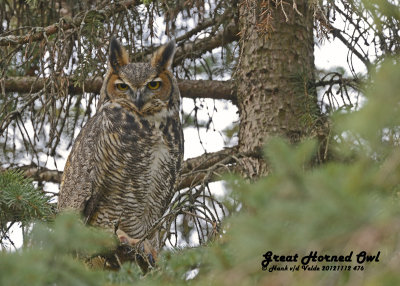 20121112 476 SERIES -  Great Horned Owl.jpg