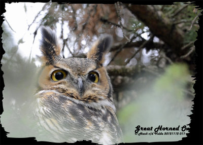 20121112 011 SERIES - Great Horned Owl 1r2.jpg