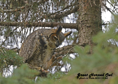 20121112 463 Great Horned Owl.jpg