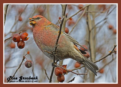 20121111 203 Pine Grosbeak.jpg