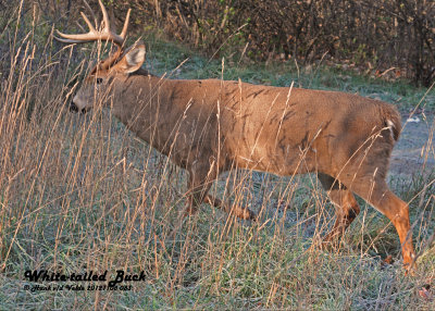 20121108 083 White-tailed Deer.jpg