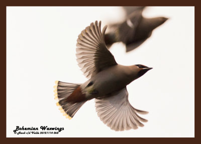 20121114 068 Bohemian Waxwing.jpg