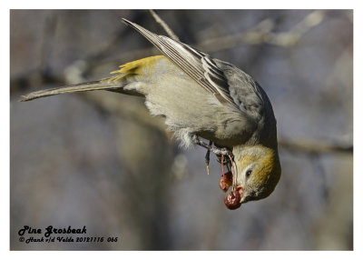 20121115 065 SERIES Pine Grosbeak..jpg