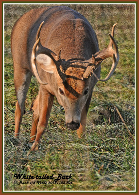 20121108 206 White-tailed Deer 1r1.jpg