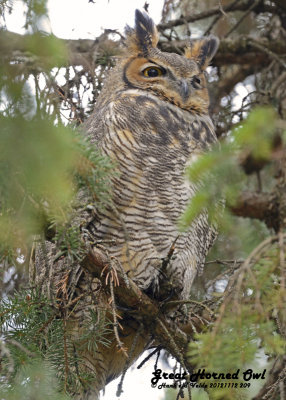 20121112 209 Great Horned Owl.jpg