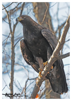 20121121 - 1 592 Golden Eagle.jpg