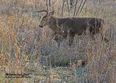 20121108 252 White-tailed Deer.jpg