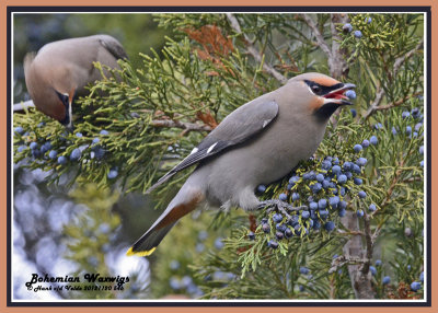 20121120 546 Bohemian Waxwings.jpg