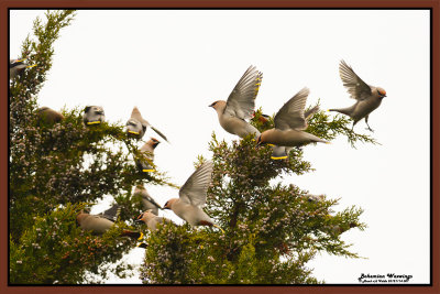 20121114 007 Bohemian Waxwings.jpg