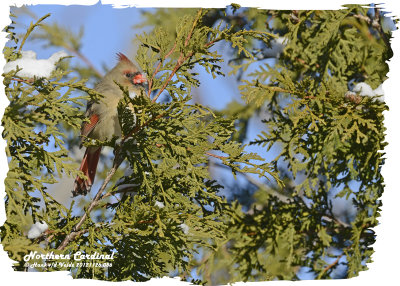 20121126 086 Northern Cardinal.jpg