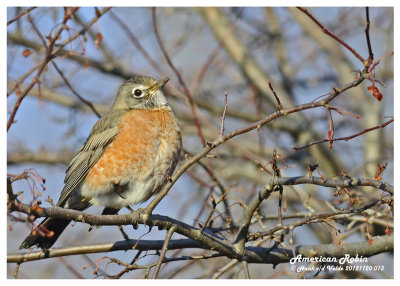 20121120 013 SERIES  American Robin & B Waxwing.jpg