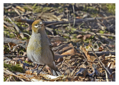 20121115 153 Pine Grosbeak.jpg