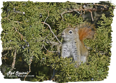 20121116 098 SERIES - Red Squirrel.jpg
