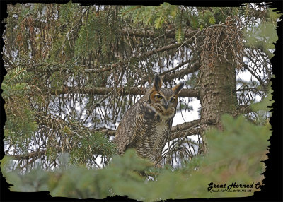 20121112 465 Great Horned Owl HP.jpg