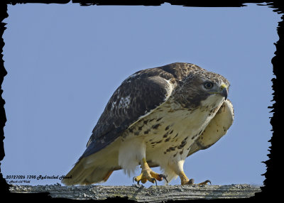20121026 1398 Red-tailed Hawk.jpg