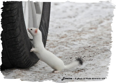 20121213-1 072 SERIES - Ermine.jpg