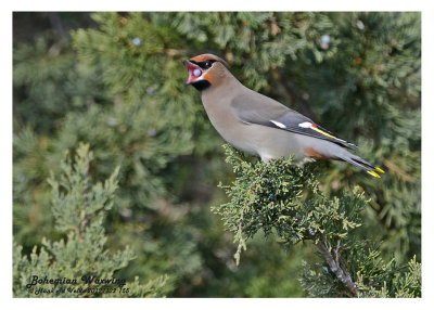 20121122 155 Bohemian Waxwing.jpg