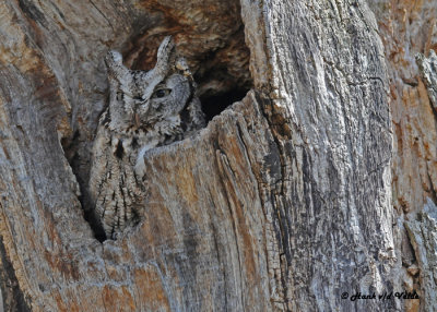 20120430 567 Eastern Screech Owl .jpg