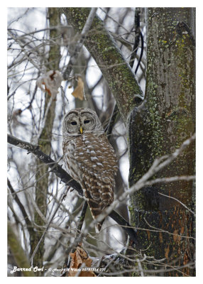 20121214 071 Barred Owl.jpg