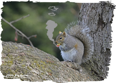 20121120 364 Eastern Gray Squirrel.jpg