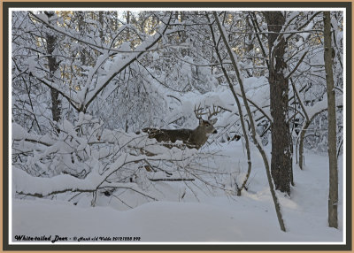 20121228 292 SERIES - White-tailed Deer4.jpg