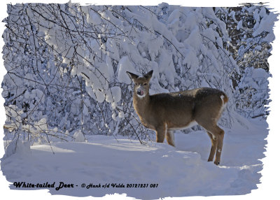 20121228 081 White-tailed Deer.jpg