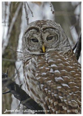20121214 128 Barred Owl 1c1.jpg