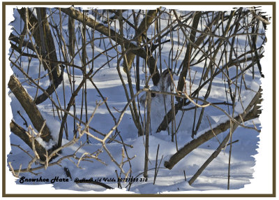 20121228 318 Snowshoe Hare 1r3.jpg