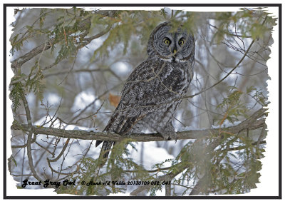 20130109 052 041 Great Gray Owl.jpg