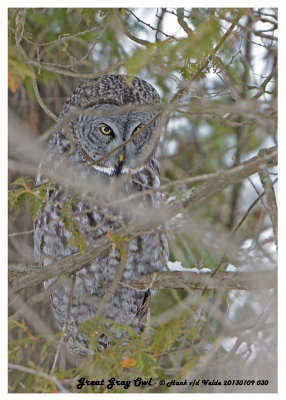 20130109 030 Great Gray Owl.jpg
