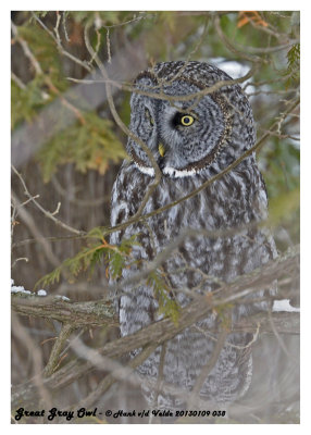 20130109 038 Great Gray Owl.jpg
