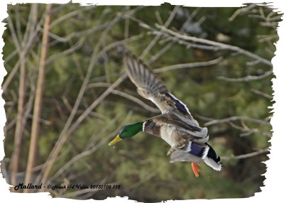 20130108 113 Mallard2.jpg