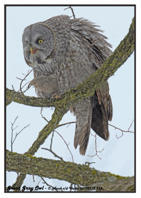 20130112 258 Great Gray Owl 1r1r1a.jpg