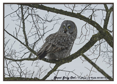 20130112 403 Great Gray Owl 1r1.jpg