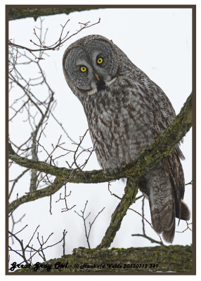 20130112 349 Great Gray Owl.jpg