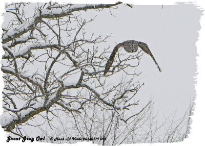 20130119 095 SERIES -  Great Gray Owl.jpg