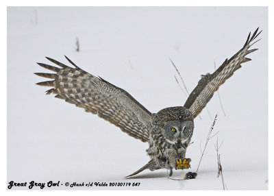 20130119 547 Great Gray Owl 1r1c1.jpg