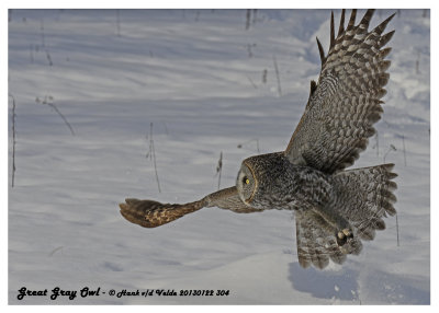 20130122 304 Great Gray Owl.jpg